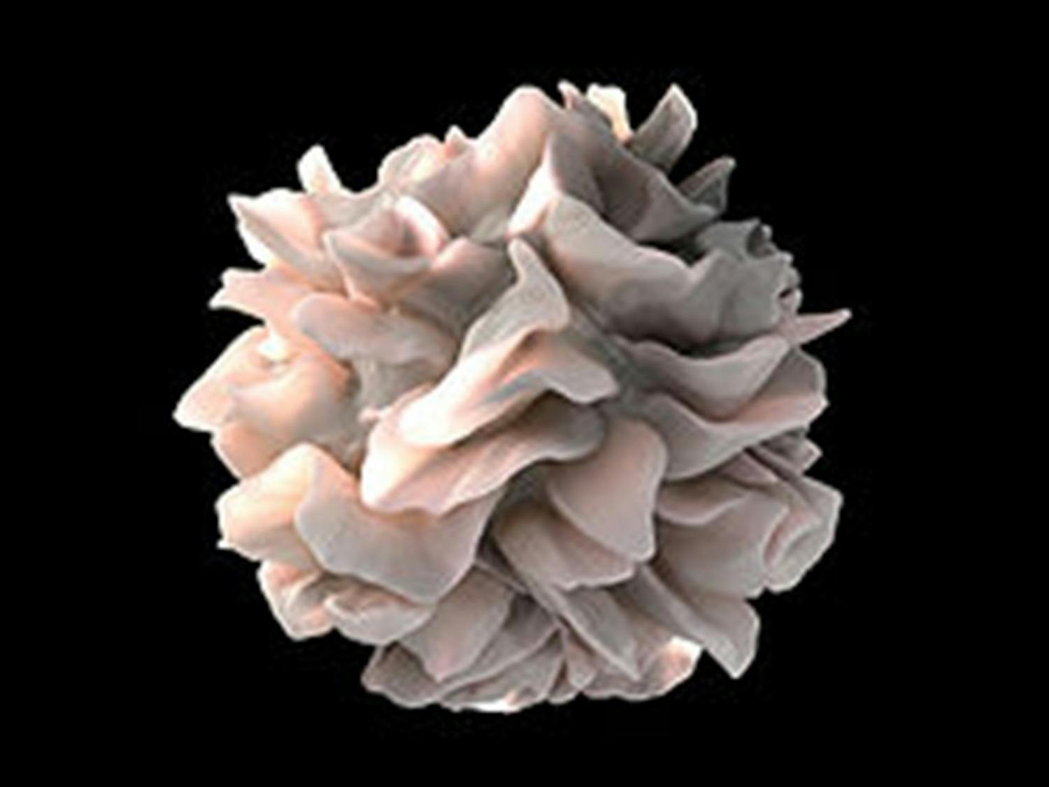 Artistic rendering of a dendritic cell