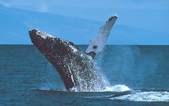 Humpback whales are known for singing during mating season, but a Duke study recently found that the whales also sing while feeding.