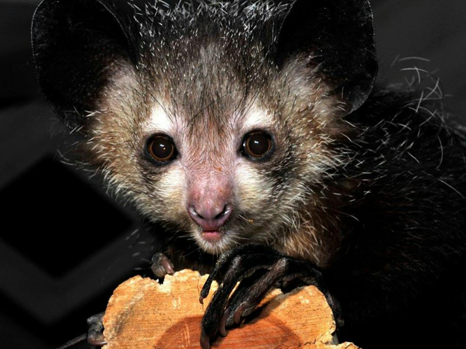 Four aye-aye lemurs died last October because of toxins in avocados that they were fed.&nbsp;
