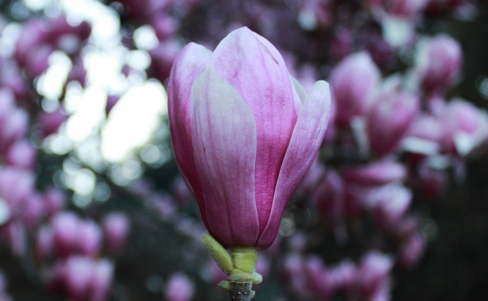 The pink magnolia flowers are a popular photo spot.