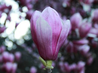 The pink magnolia flowers are a popular photo spot.