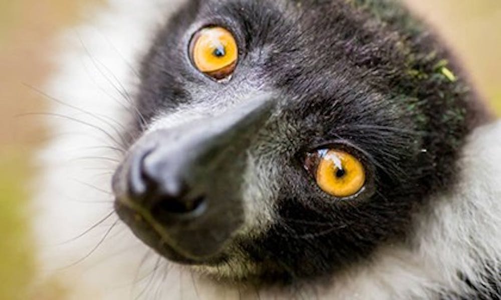 <p>The Lemur Center's Lemurpalooza event attracted about 500 people and allowed visitors the opportunity to adopt a lemur.&nbsp;</p>