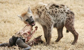 Duke researchers found that spotted hyenas possess complex cooperative behavior that lead them to hunt in groups. In a rope pulling experiment, hyenas were able to work together like primates in order to obtain food.