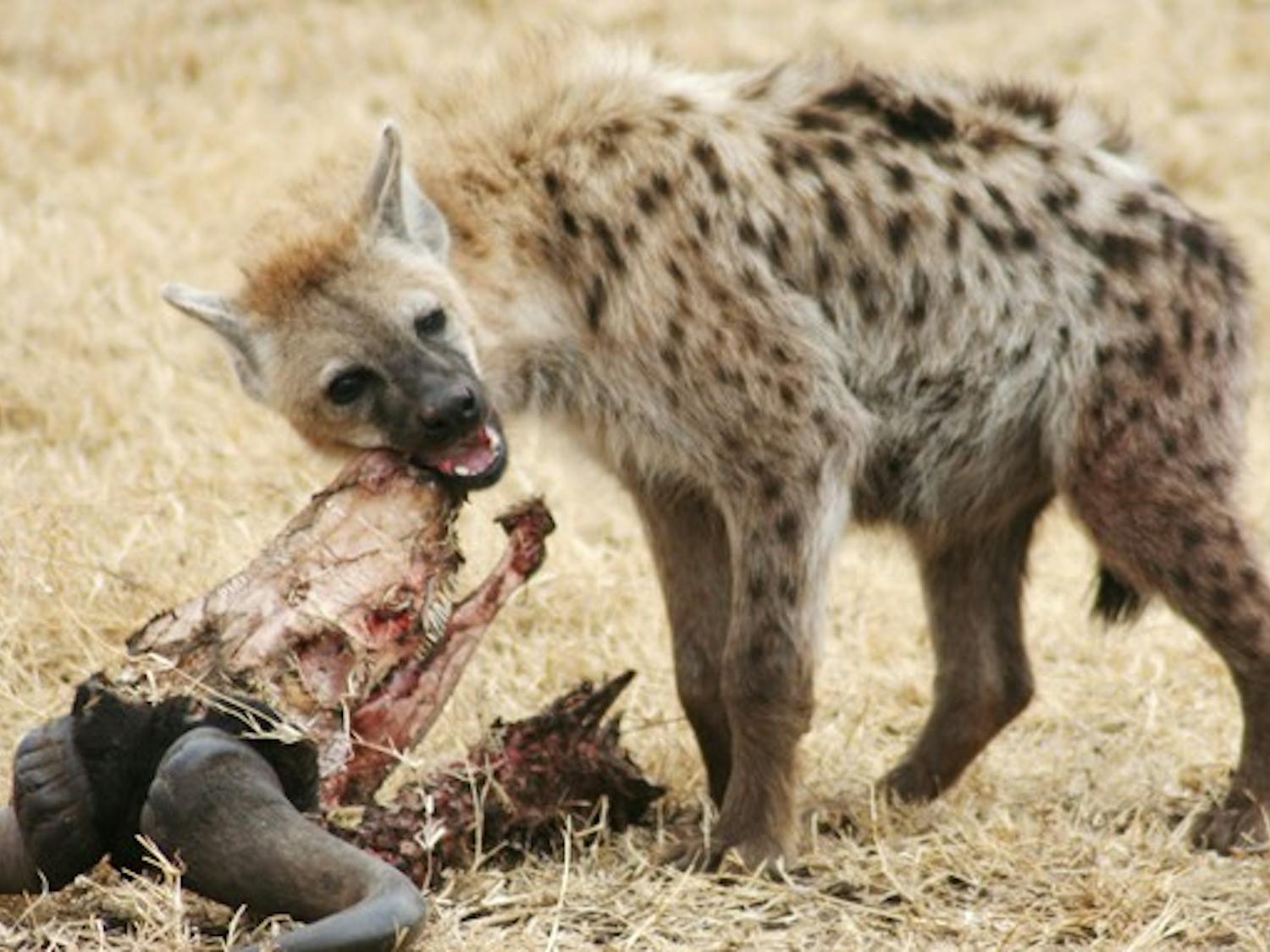 Duke researchers found that spotted hyenas possess complex cooperative behavior that lead them to hunt in groups. In a rope pulling experiment, hyenas were able to work together like primates in order to obtain food.