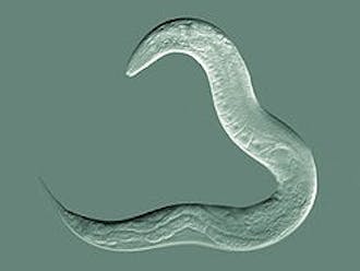 C. elegans worms are translucent, so the researchers were able to visualize the invasion of cells by using them in experiments.