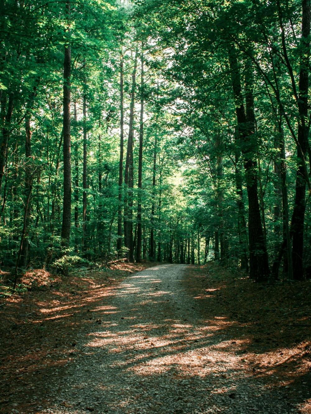 University Adds 27 Acres To Duke Forest To Stop Development