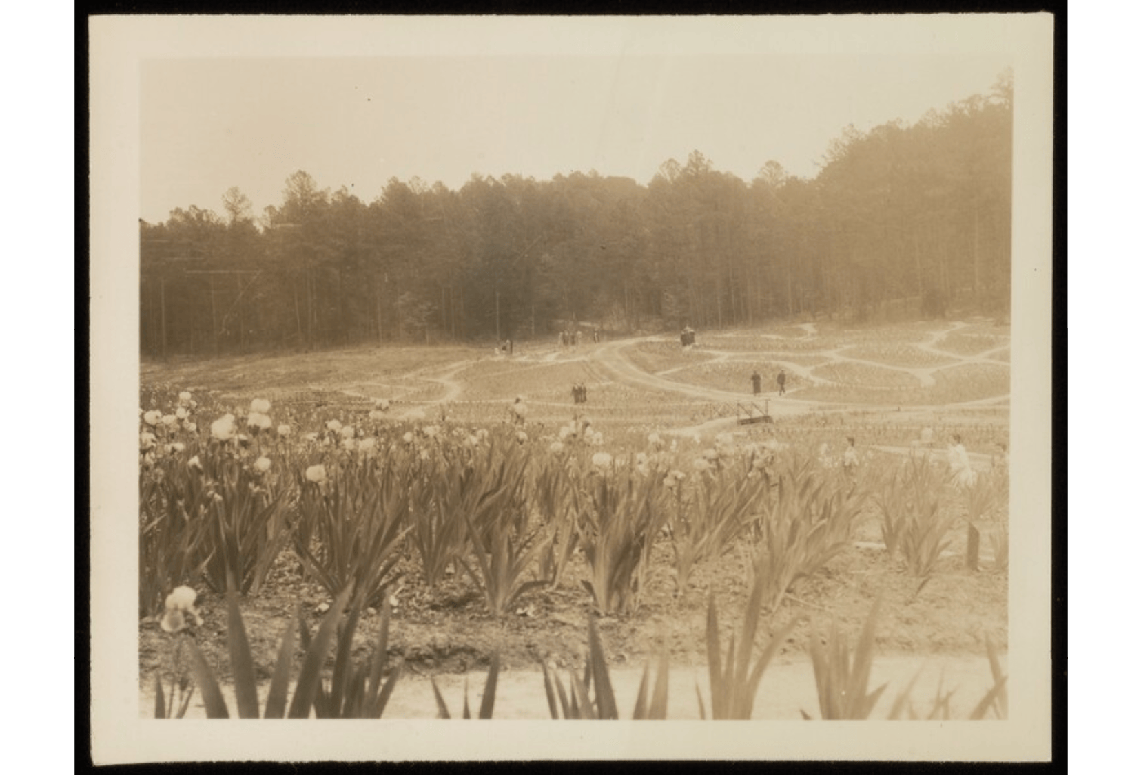 Blossoming from one Centennial to the next: The history of the 