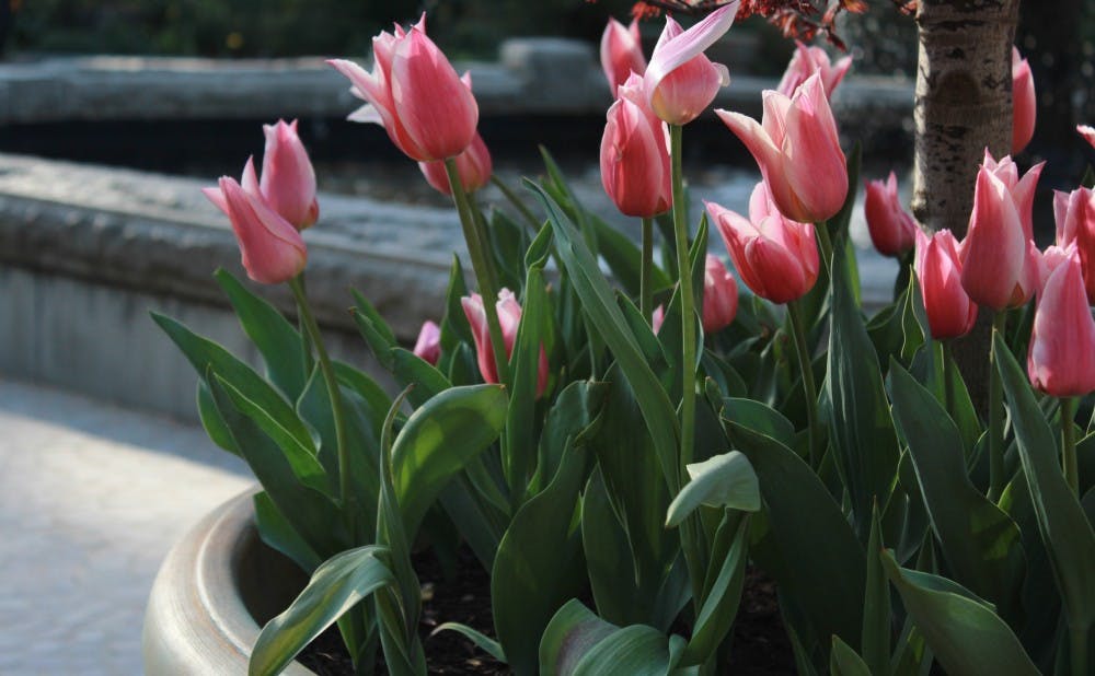 Tulips were just some of the many flowers in bloom.