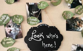 A new cat cafe in Chapel Hill offers visitors the chance to meet new feline friends—and adopt them. 