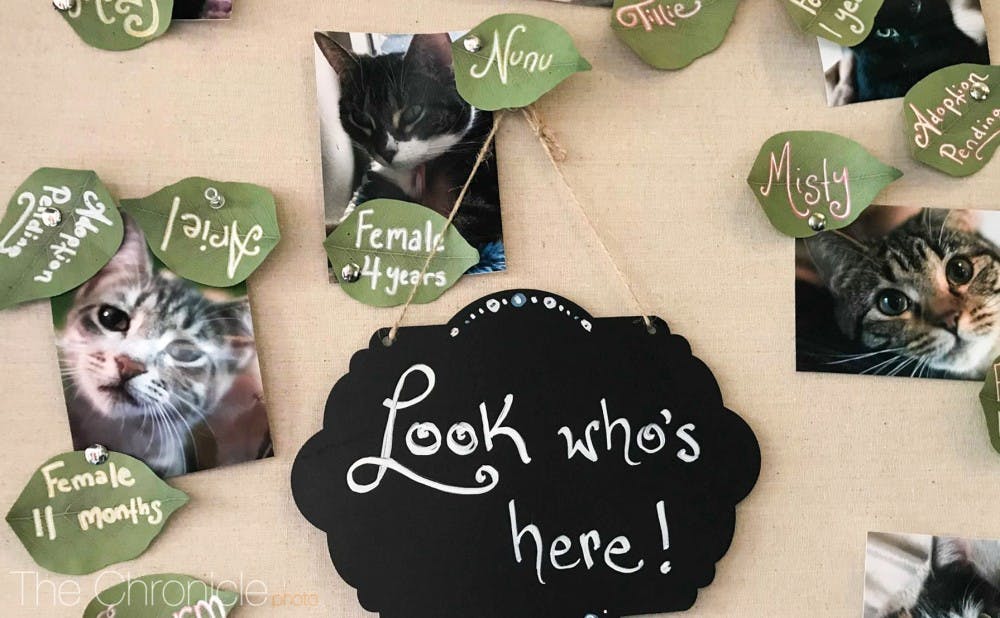 VIDEO A visit to the new cat caf in Chapel Hill The VIDEO A visit to the new cat caf in Chapel Hill The