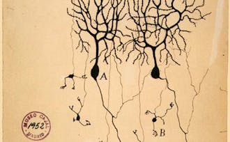 An 1899 illustration of the perception of neurons at the time.