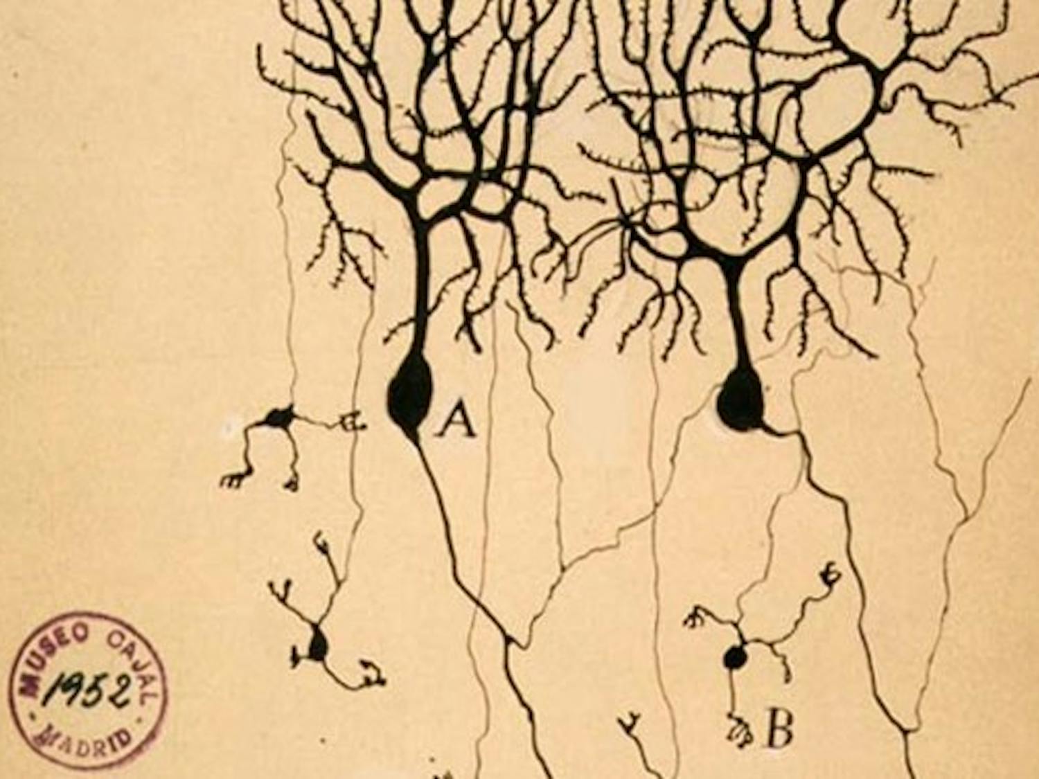 An 1899 illustration of the perception of neurons at the time.
