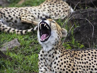 This photo of a yawning cheetah is a submission to the Duke Arts Festival, happening this weekend.
