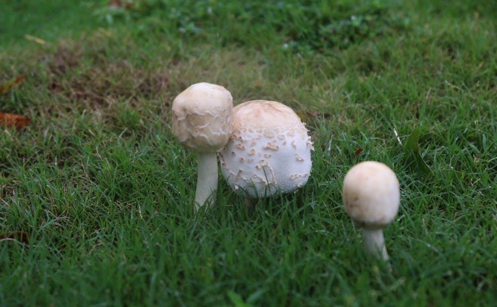 Some mushrooms popped up on Abele Quadrangle in the humidity.