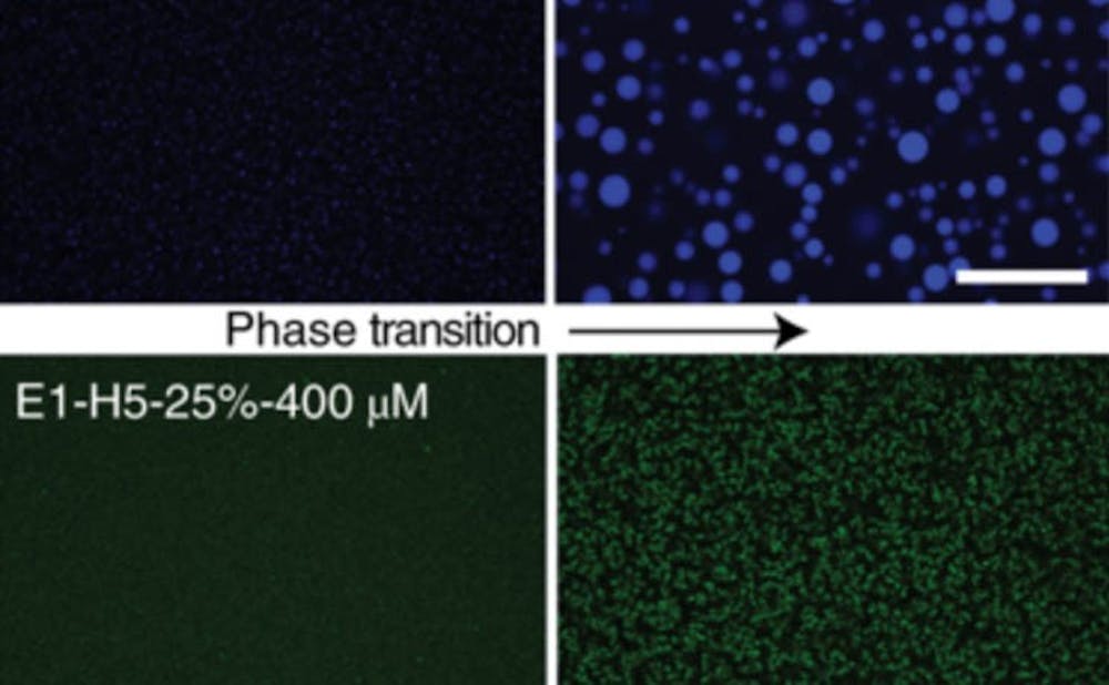 'Frankenstein protein' that can heal wounds