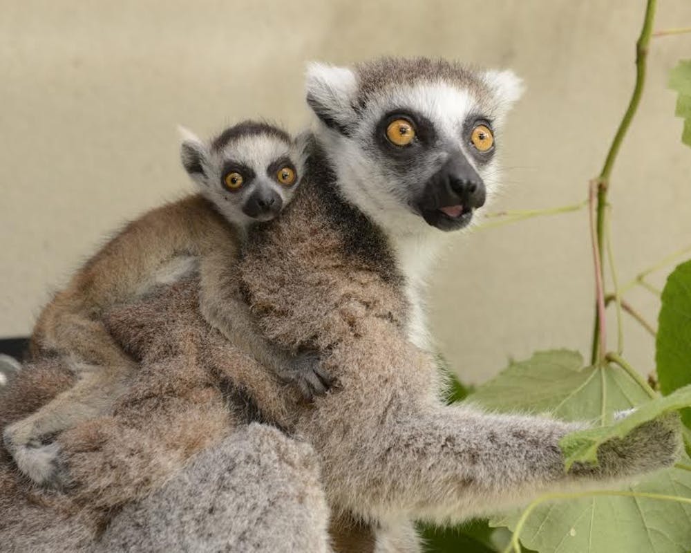 Two new baby ring-tailed lemurs at the Duke Lemur Center were recently born and named after King Julien XIII, main character of DreamWorks' "All Hail King Julien." | Special to The Chronicle
