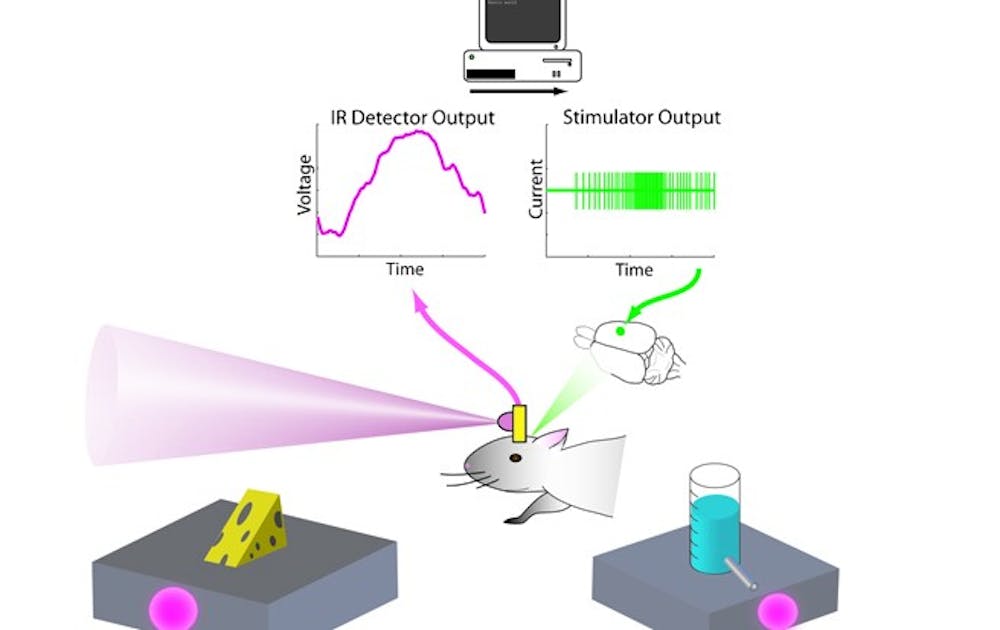 Infrared signals, which the rat senses through a device attached to its brain, lead the rat to a reward. The device enables the rodent to feel infrared light.