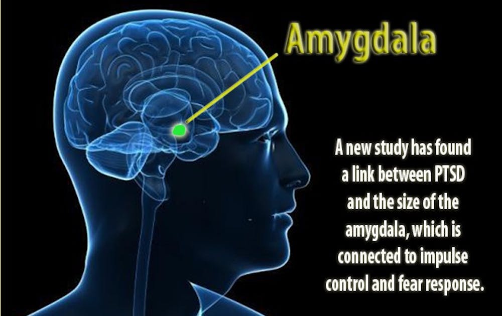 A new Duke study has found a link between post-traumatic stress disorder and a smaller amygdala, which controls fear and impulse in the brain.