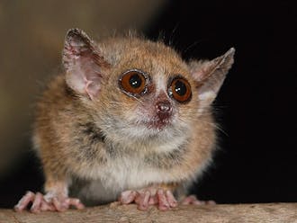 An international team of researchers, including one from the Duke Lemur Center, recently identified two new species of mouse lemurs.
