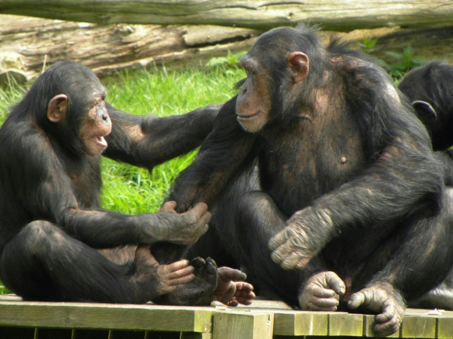 The study showed that apes'&nbsp;understanding of others as mental beings is more complex than scientists previously thought.&nbsp;