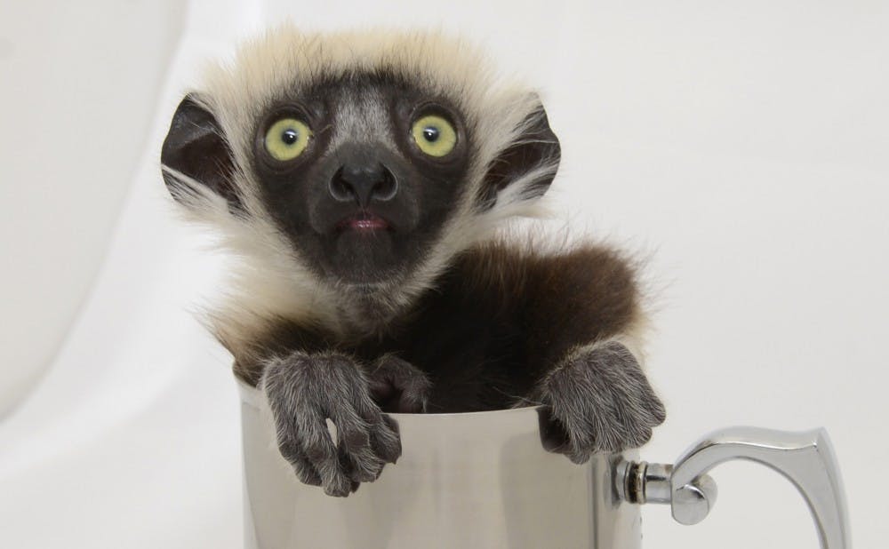 Ten lemur babies have been born to mothers living in the Duke Lemur Center.