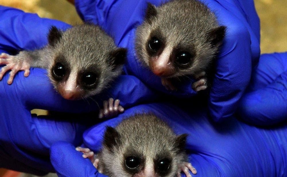 The lemur triplets at 17 days old. Photo by David Haring. Courtesy of the Duke Lemur Center.