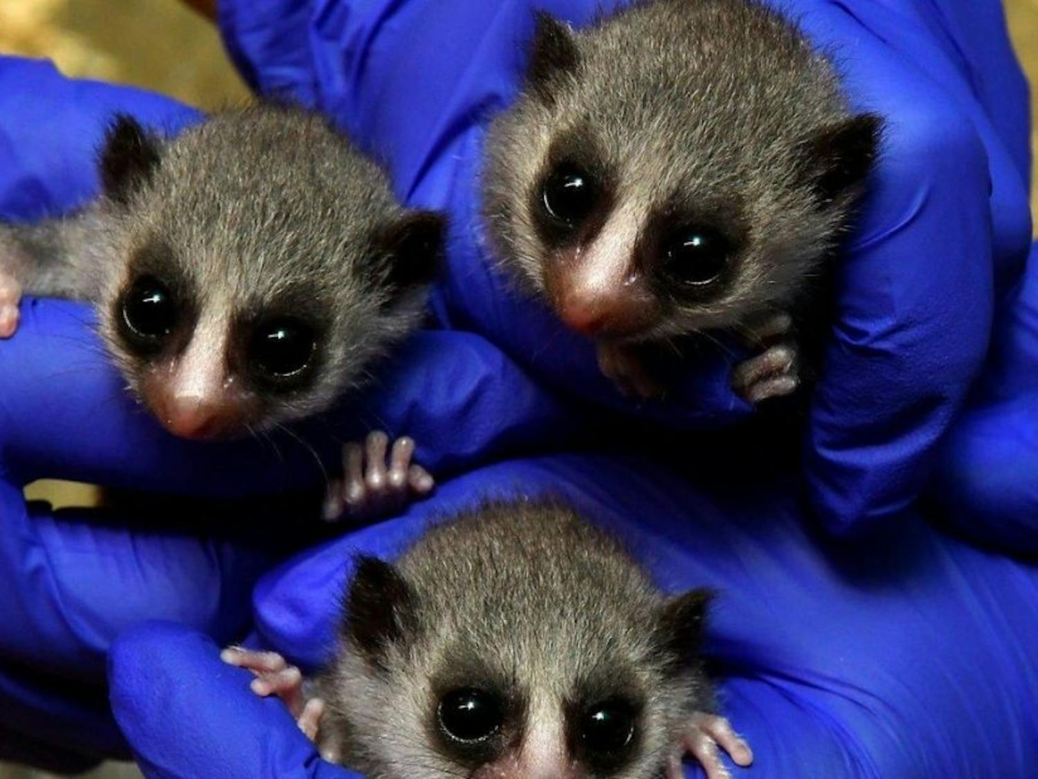 The lemur triplets at 17 days old. Photo by David Haring. Courtesy of the Duke Lemur Center.