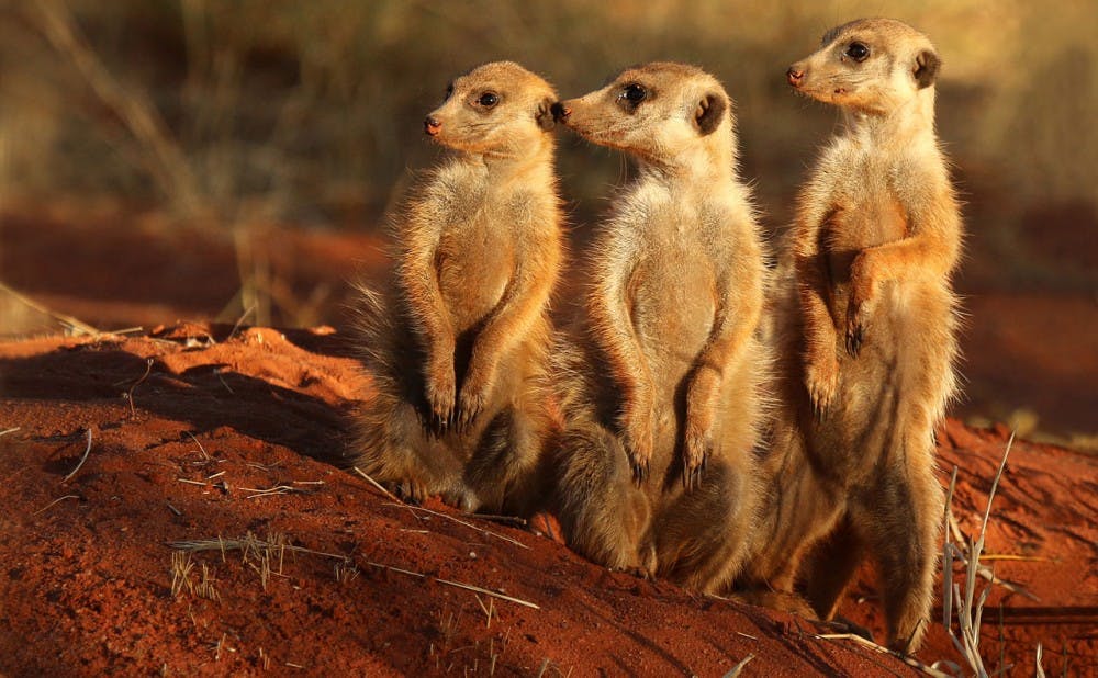 <p>The research team will be looking at meerkat genetics and how they change during the course of the animals'&nbsp;social development.&nbsp;</p>