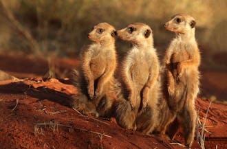 A new study shows that female meerkats can produce more testosterone than males.&nbsp;