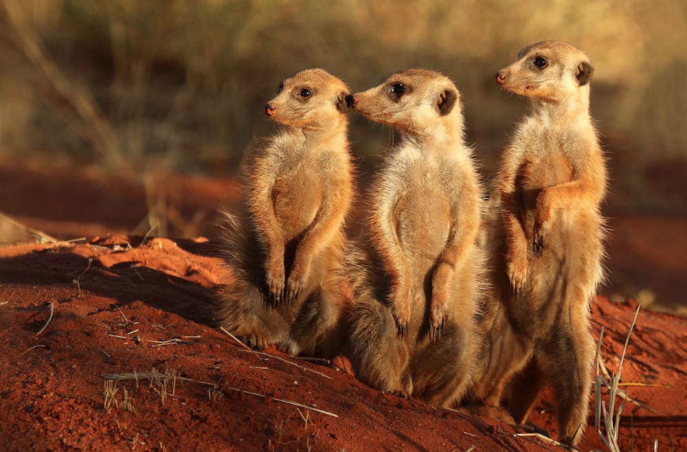 <p>A new study shows that female meerkats can produce more testosterone than males.&nbsp;</p>
