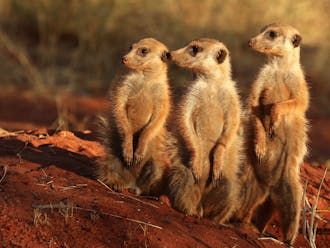 A new study shows that female meerkats can produce more testosterone than males.&nbsp;
