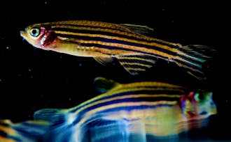 Researchers recently discovered the molecular factor that  enables spinal cord regeneration in zebrafish.