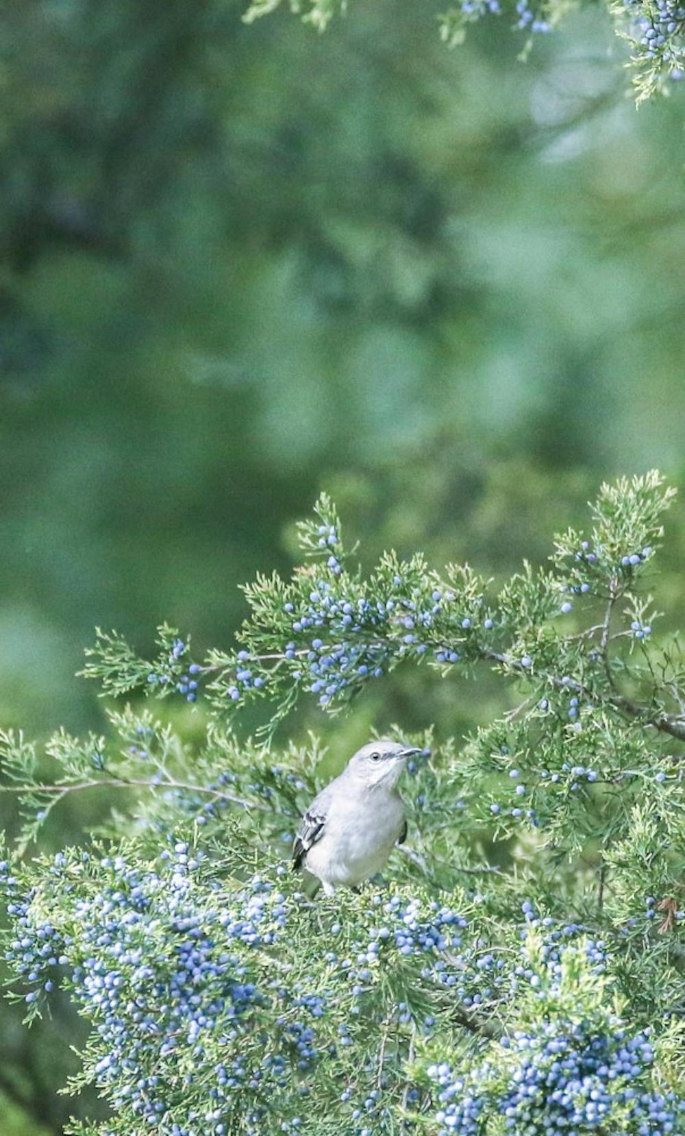 Birds (not squirrels) can always be spotted in the cedar trees behind the chapel.