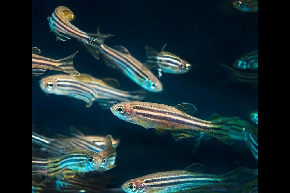 <p>Zebrafish are model organisms to study because they have similar&nbsp;genetic structure to humans.</p>