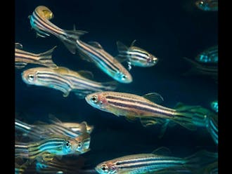 Zebrafish are model organisms to study because they have similar&nbsp;genetic structure to humans.