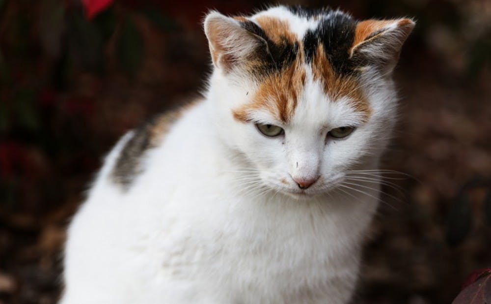 The adventures of Peaches: From shy cat to campus icon 