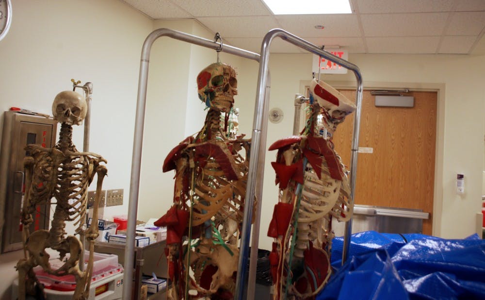 Anatomy students utilize skeletons, some of which are made out of real bone, to supplement their lessons.