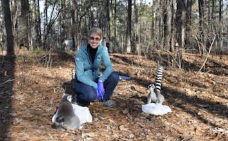 Meg Dye, curator of behavioral management, trains ring-tailed lemurs in the Duke Lemur Center’s natural habitat enclosure through positive reinforcement.