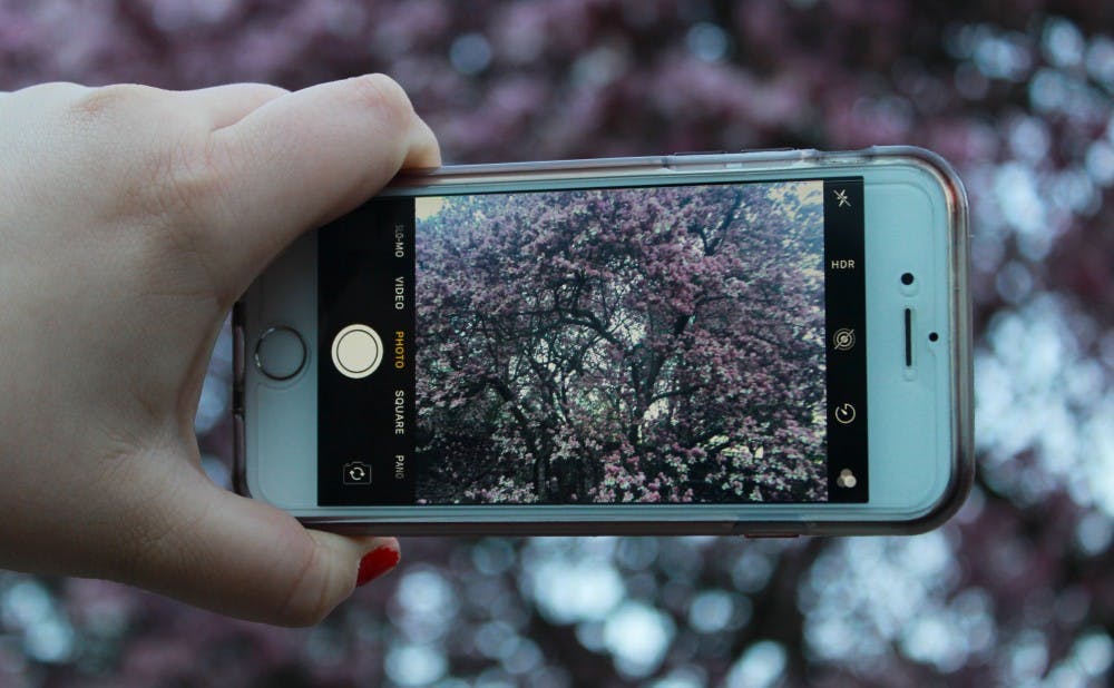 A student photographs the blooming magnolia tree in Duke Gardens.