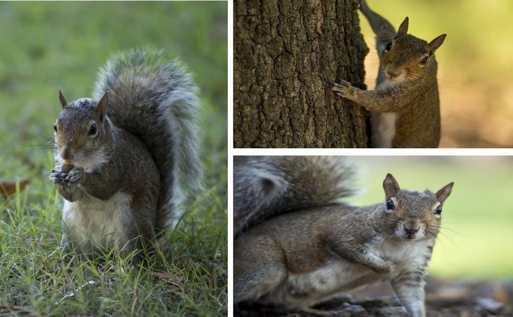Many students have had frightening interactions with campus squirrels, which biology professors say is due to squirrels' repeated exposure to students.