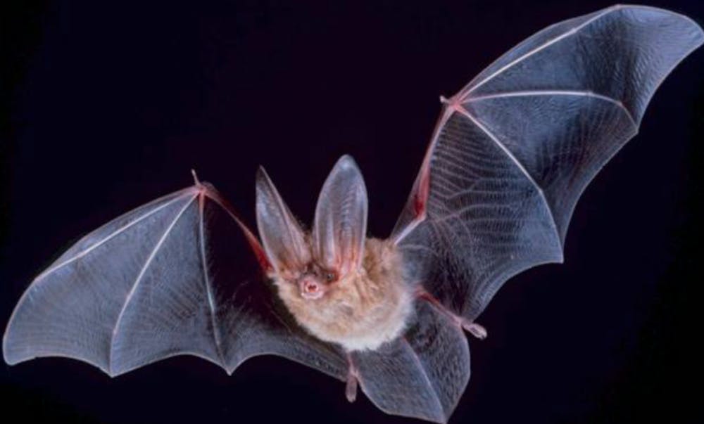 <p>Researchers at&nbsp;Duke-National University of Singapore Medical School are studying why bats are able to carry diseases.&nbsp;</p>