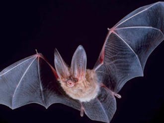 Researchers at&nbsp;Duke-National University of Singapore Medical School are studying why bats are able to carry diseases.&nbsp;