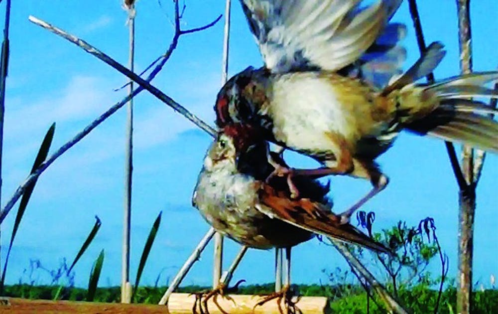 A swamp sparrow attacks the robotic bird made for a Nowicki Lab study. The robotic bird’s gestures anger the live bird, causing it to attack.