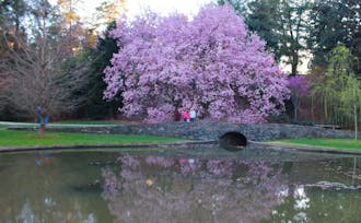 A pond captures the reflection of this stunning magnolia tree.