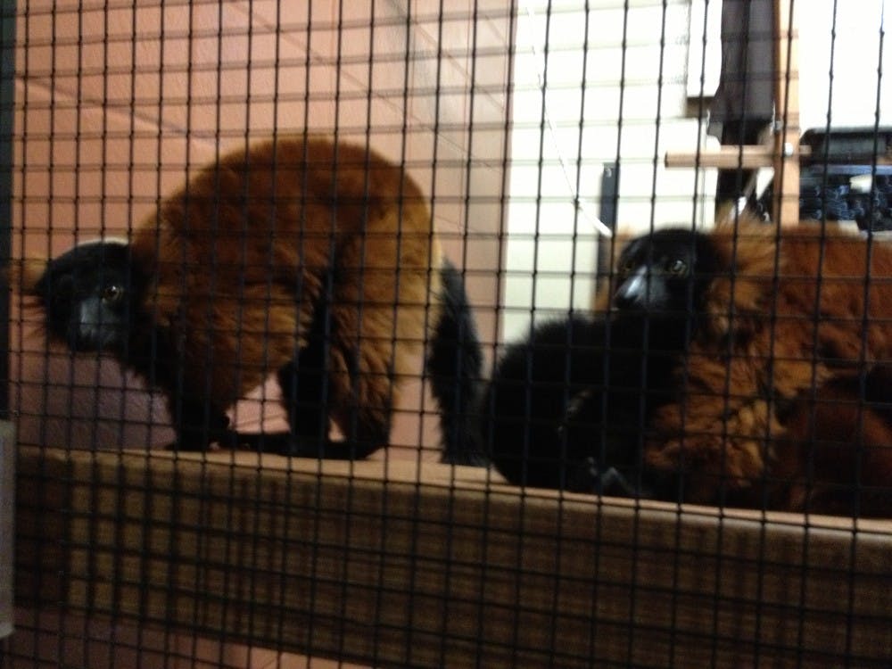 A red-ruffed lemur, similar to the ones pictured above, escaped from the Duke Lemur Center Friday.