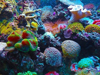 The study  used ocean acidification and temperature data to predict the areas that would be impacted the most by coral loss.
