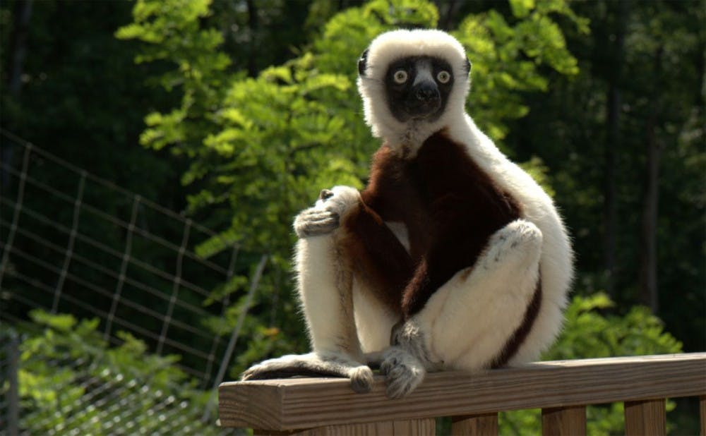 <p>The Lemur Center’s festival showcased six lemurs up for adoption, including one who was featured in an IMAX documentary.</p>