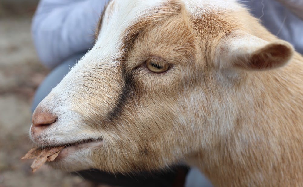 <p>Located a short 20-minute drive from Duke's campus, Hux Family Farm is known for its goat-centered mindfulness activities, including yoga.</p>