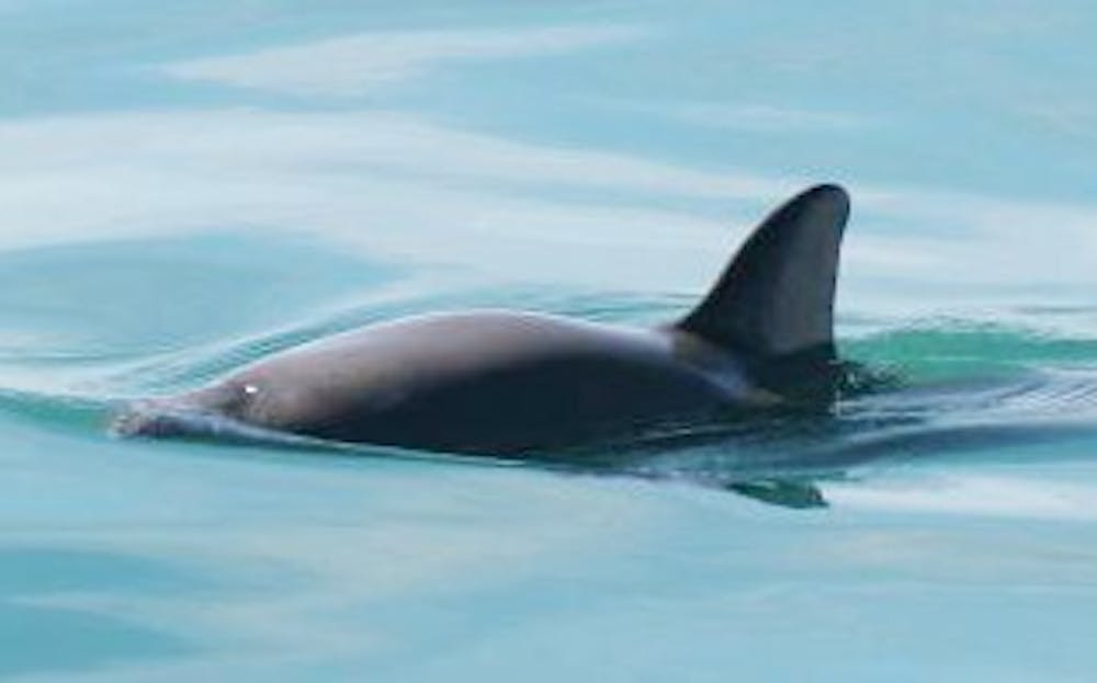 <p>Vaquitas are the most endangered marine mammal on the planet. There are fewer than 60 of them left in the world, mostly in Baja California.&nbsp;</p>