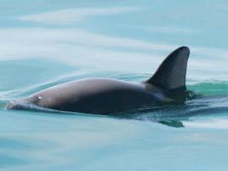 Vaquitas are the most endangered marine mammal on the planet. There are fewer than 60 of them left in the world, mostly in Baja California.&nbsp;